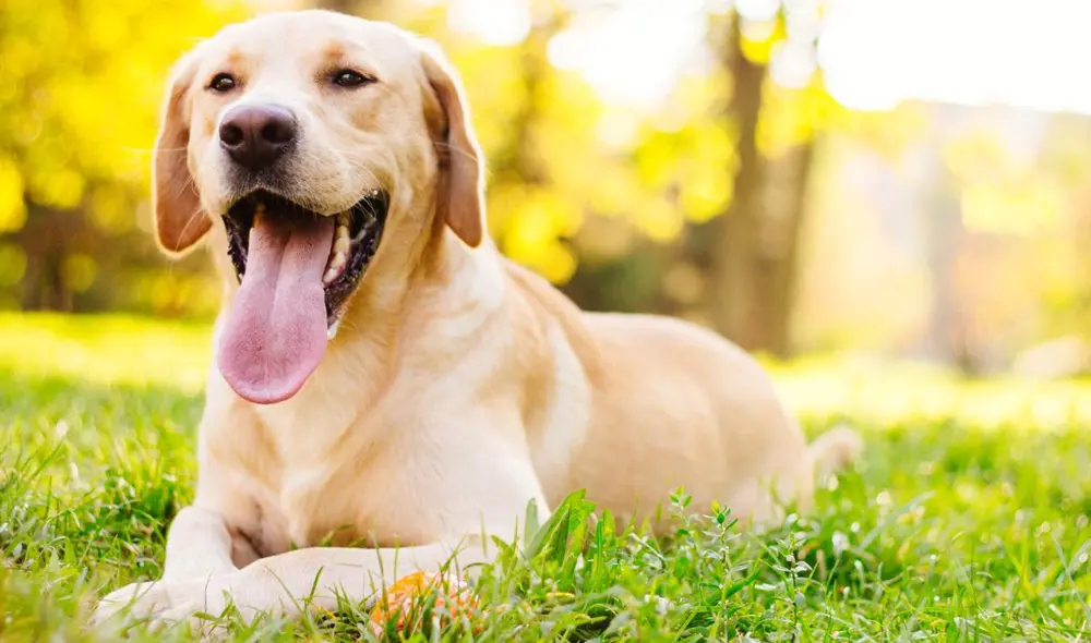 Aspernatur velit rerum quaerat illo voluptate aliquid mollitia.