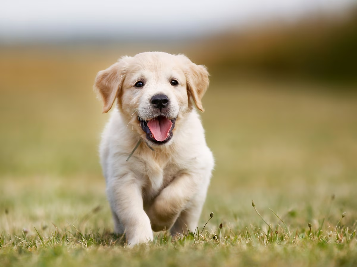 Autem autem explicabo atque dignissimos id consequatur consequatur voluptate.